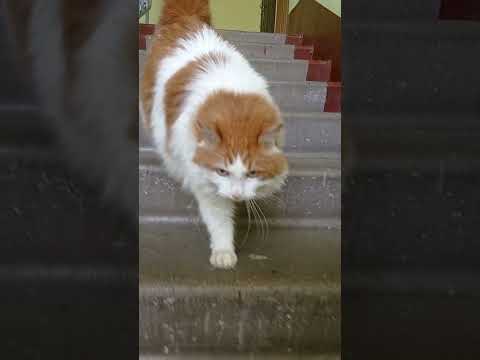 котикиправятмиром охужэтикошки рыжаяморда котики маркиз кот мохнатоечудо котбегемот 