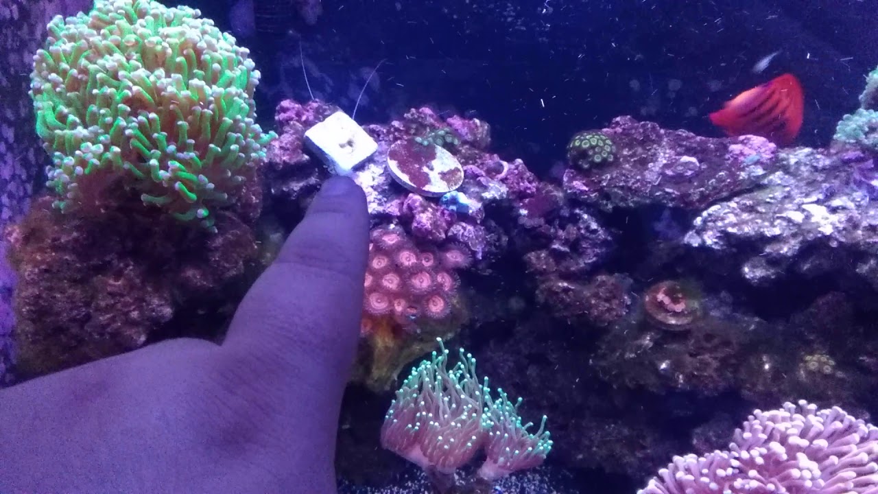 Vibrant Liquid Aquarium Cleaner after 1 month 2 weeks. 2 algaes down. 2