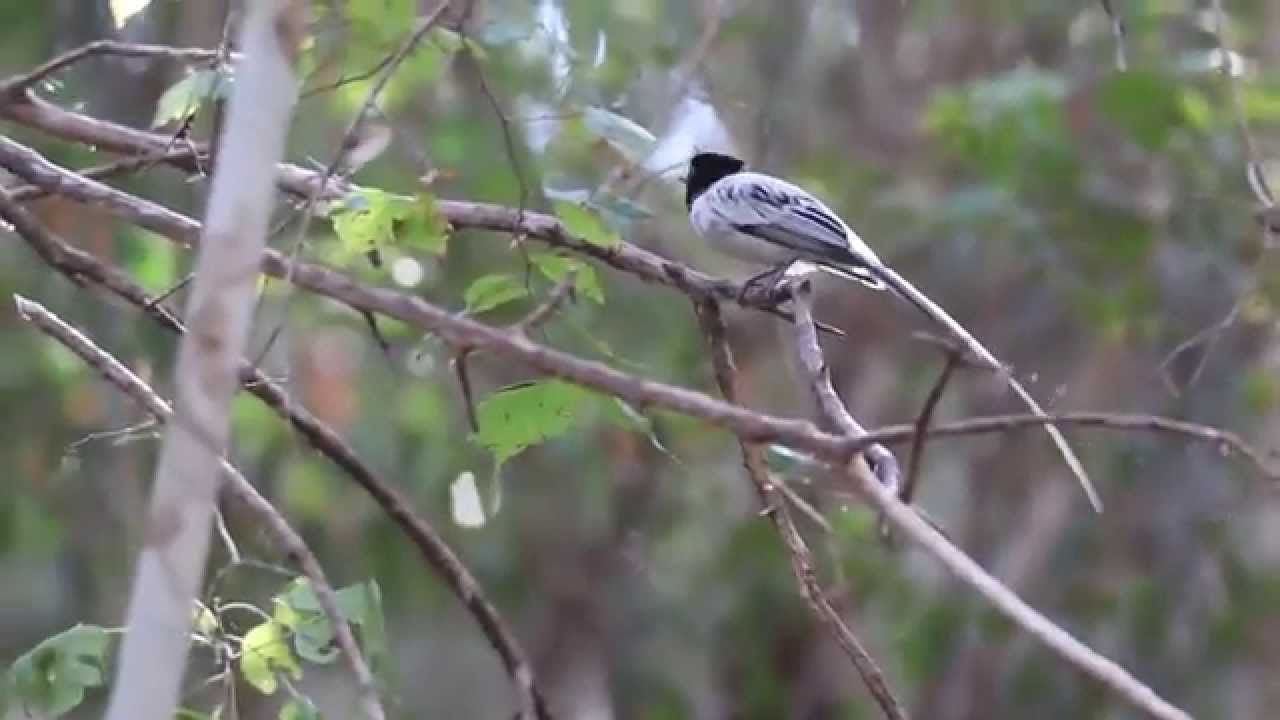Madagascar: La forêt de Kirindy, Morondava.