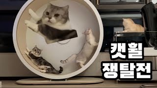 Is this really their first time riding a cat wheel? (3day record with the cat wheel)