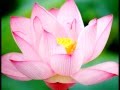 My Rose-Road, My Lotus-Home (By Sri Chinmoy)