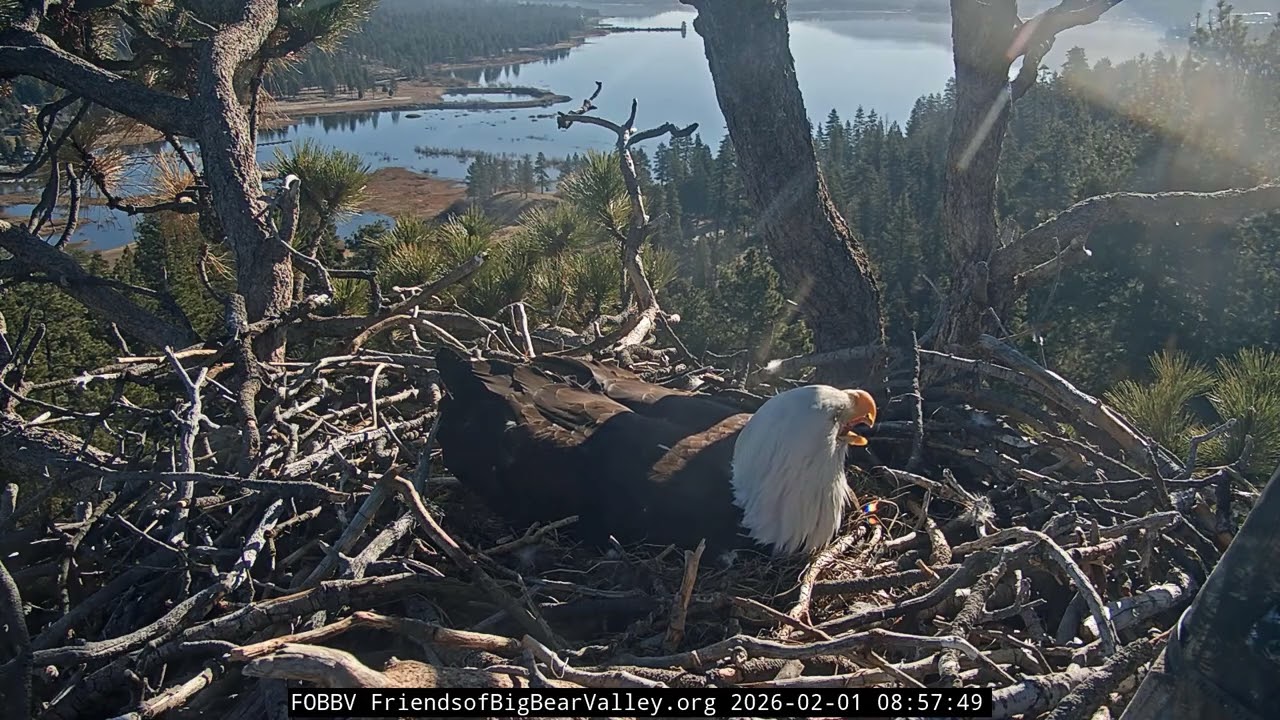 Big Bear Bald Eagle 01.02.2026 
