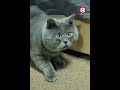 Conoce a "Fedia", el gato que está "siempre sorprendido"