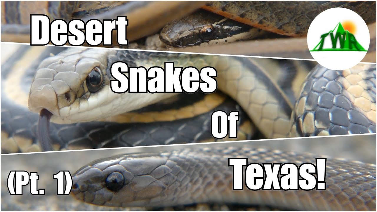 texas rattlesnake pictures Snakes of Texas (Pt. 1): Awesome Desert Snakes!