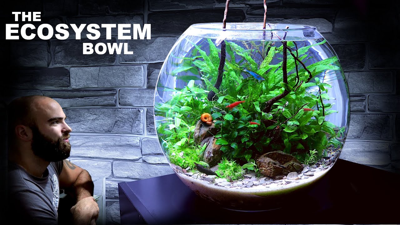 The Ecosystem Bowl: AMAZING NO WATER CHANGE & No Filter Aquarium