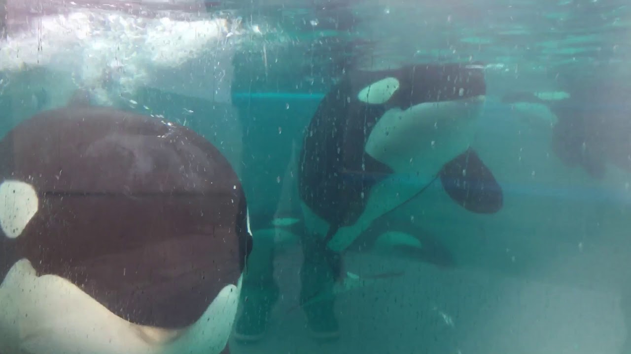 おはようシャチさん今日は雨ですね 今週も鴨川シーワールド Youtube