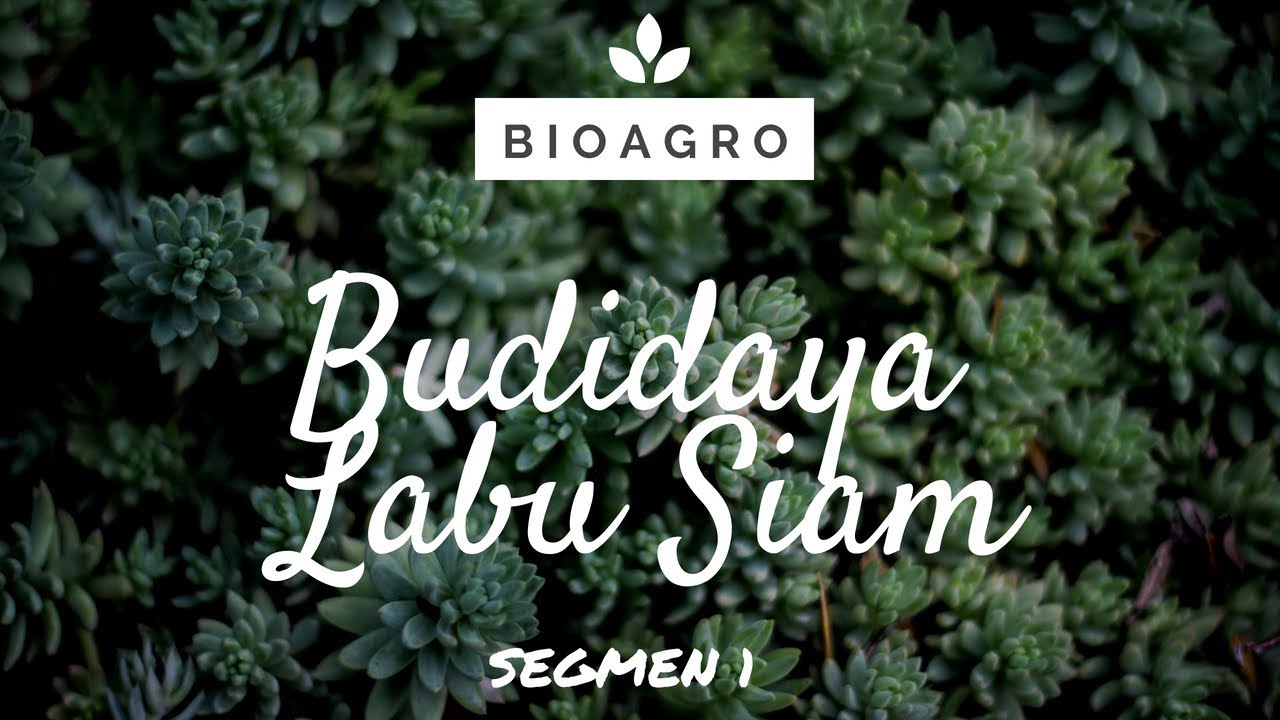 Budidaya Labu Siam seg1 | Bio Agro