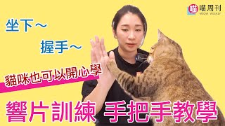 貓咪也會坐下、握手響片訓練基礎完整教學讓貓咪和你一起開心學