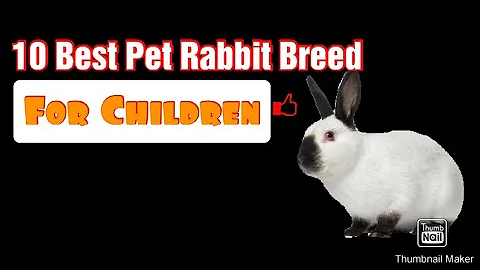 10 Best Pet Rabbit Breed for CHILDREN