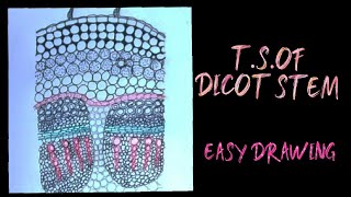 How to draw T.S of dicot stem easily