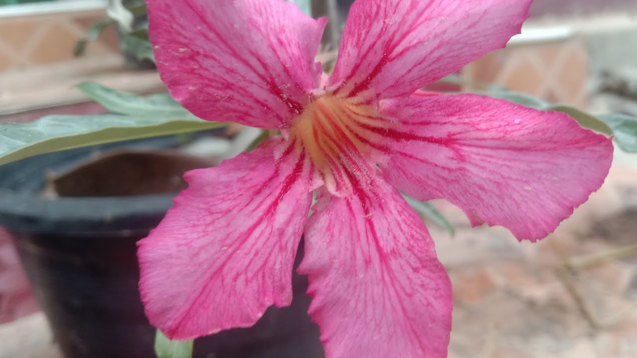 ชวนชม 5 มี.ค.69 ไลน์ 0900289166