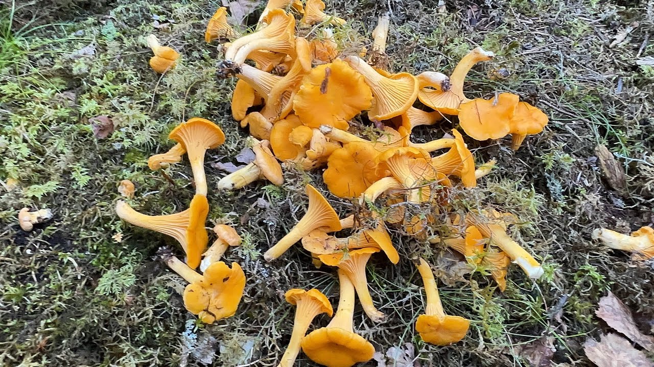 ไฮไลท์สวยๆ (Rerun) เก็บเป็นกองๆ สวยๆ ฟินๆ เห็ดมันปู 🇹🇭 (Kantarell 🇸🇪) Cantharellus Cibarius