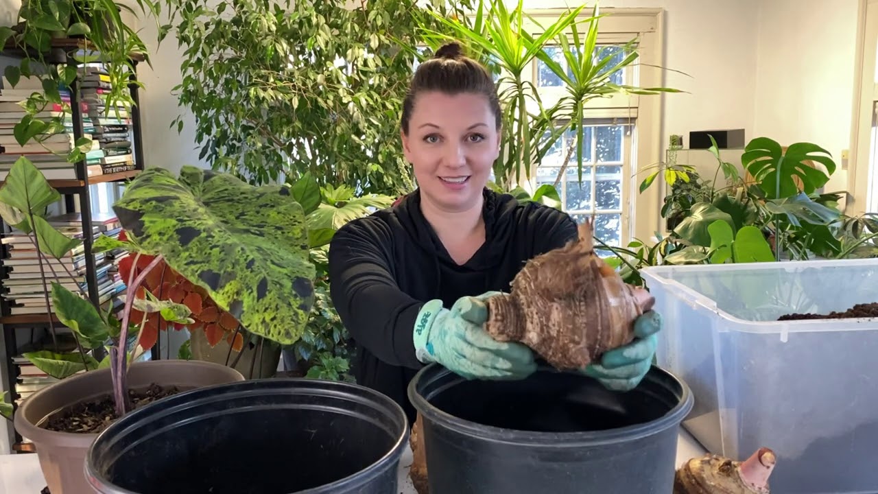 Planting Elephant Ears in Pots and Containers