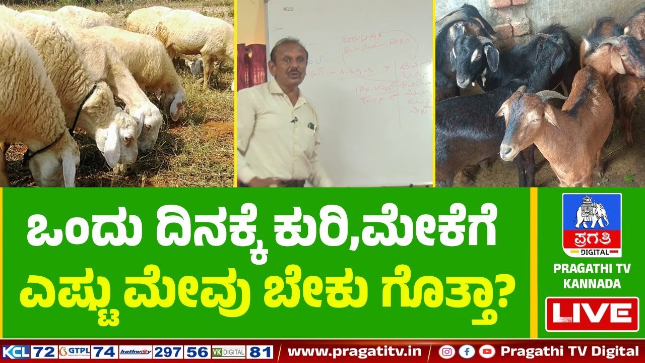 ಕುರಿ, ಮೇಕೆ ಸಾಕಾಣಿಕೆಯಲ್ಲಿ ಸಮತೋಲನದ ಆಹಾರದ ನಿರ್ವಹಣಾ ಕ್ರಮ | Pragathi TV