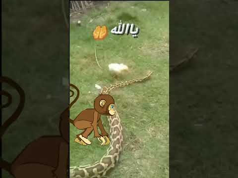 تربية الثعابين في المنزل 