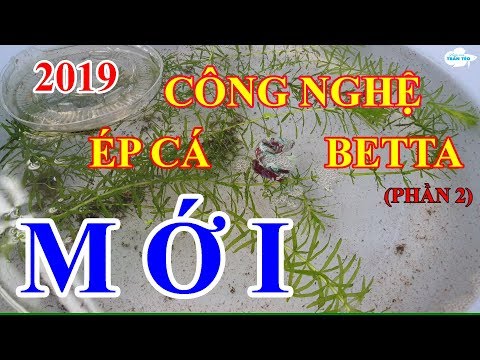 Video: Cung điện Mới Cho LHQ