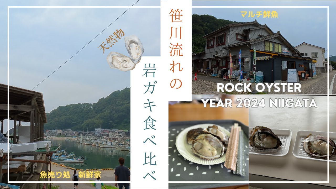 笹川流れの岩ガキを食べ比べ！2024年Ver.