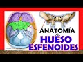 🥇 HUESO ESFENOIDES, Anatomía. Fácil, Rápido y Sencillo