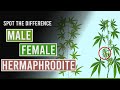 Trouvez la diffrence entre les plants de cannabis mles femelles et hermaphrodites
