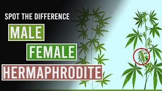 Spot The Difference Between Male Female And Hermaphrodite Cannabis Plants