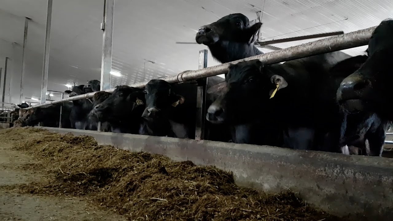 Visit a Water Buffalo Farm YouTube