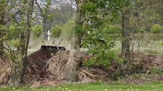 White storks in Denmark Rens 27 april 2024