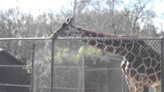 Giraffe
