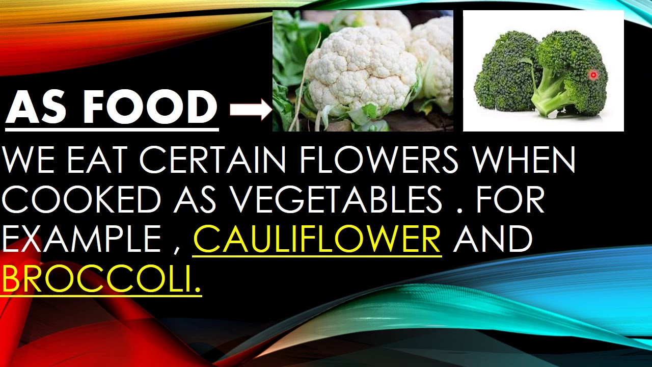 Uses of flowers Plants Science Facts Flowers English CBSE