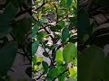 bara masi lembu gacha 🪴🍋 #odiashorts #garden #shorts #subscribe #gardenvlog