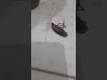 صرصور ميت عند باب الحمام صرصور ميت عند باب الحمام