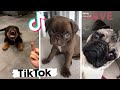 Ultimate Funny Dogs and Cute Puppies of TIKTOK Compilation