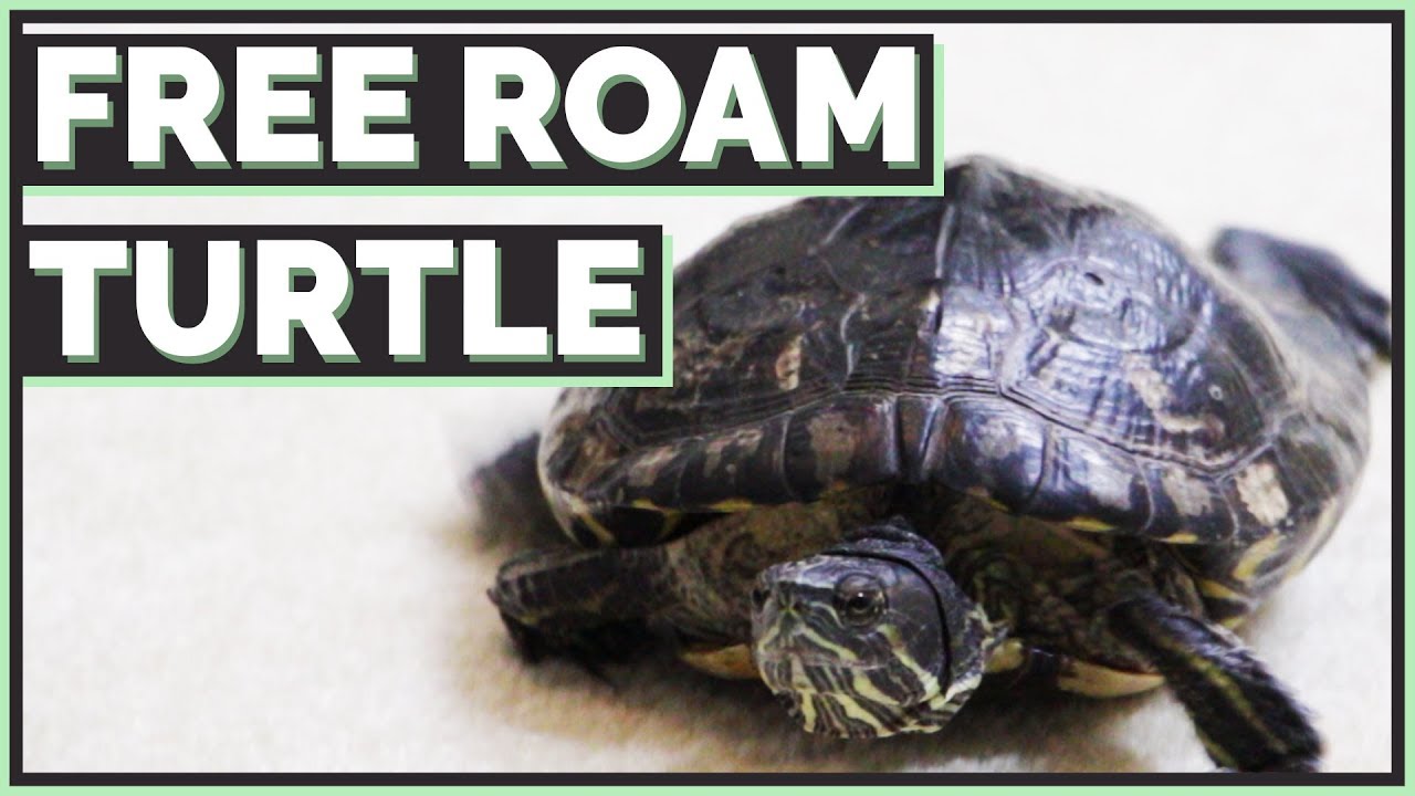 amphibians nedir Should you Free Roam your Turtle?