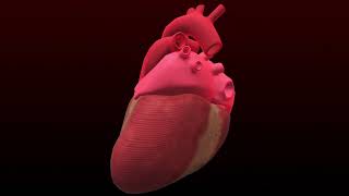 Heart Attack Animation Video | Heart Beat | Animation Video