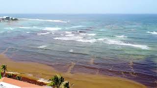 20220609 HMB Sargasso