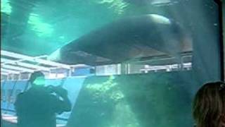 Manatees.AVI