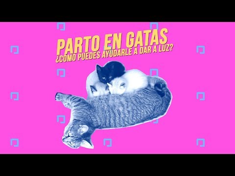 Video: Cuidando A Una Gata Embarazada - Veterinario Diario