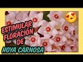 👉 Como hacer florecer hoya carnosa 🌺 Floración flor de cera más abundante. Hoya carnosa no florece