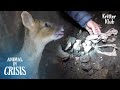 Water Deer Trapped Inside A 6M Pit Falls From Jumping Repeatedly | Animal in Crisis Ep 303