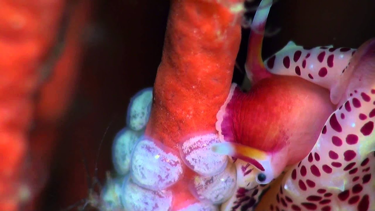 Simnia snail laying eggs, by Nannette Van Antwerp