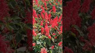Scarlet sage plant | salvia appended | flowers #shorts #gardening plant