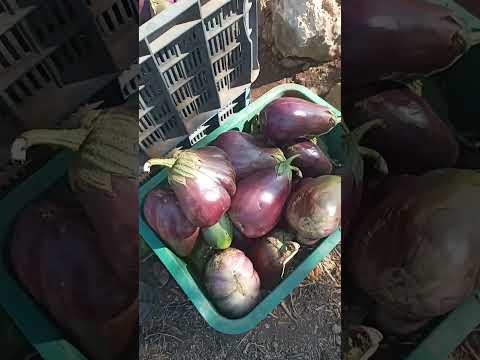 جني الباذنجان وتقديم الأحجام الكبيرة للبهائم بسبب العزوف عنها في الأسواق