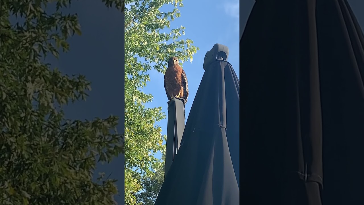 Titan, our Red Shouldered Hawk friend!