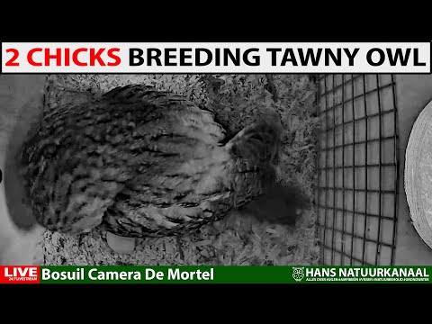 LIVE  ?TAWNY OWL - 2 ?? Chicks - Bosuil Camera De Mortel (Tawny Owl Camera) night stream