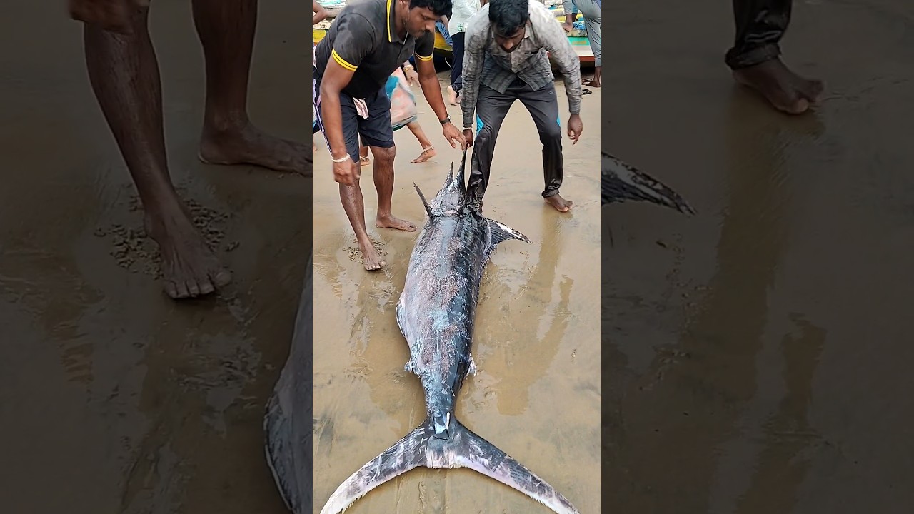 ఎంత పెద్దదో black kingfish #localboynaveen #fishing #viral #deepsea #ytshorts #trending