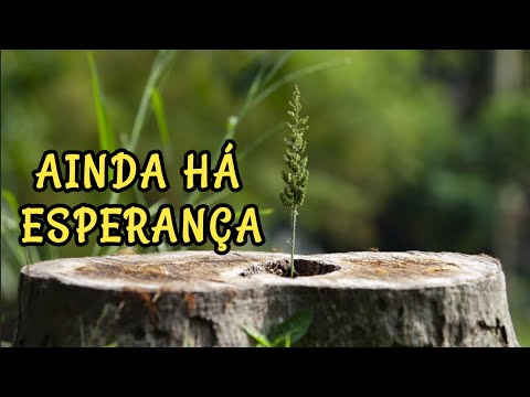 HÁ ESPERANÇA PARA A ÁRVORE CORTADA - MENSAGEM 🙏 - YouTube