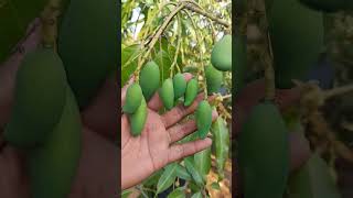 mangga green jely
