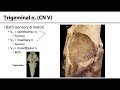 Cranial Nerves Overview Quiz