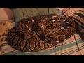 Reticulated Python Takes Over Bed