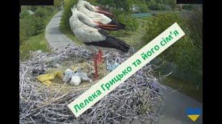 UA Лелека Грицько. Трансляція. #лелекагрицько #birdwatching #storks