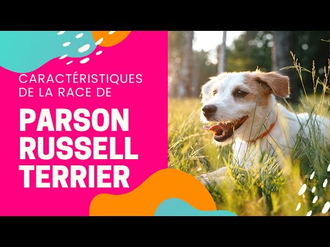 Vidéo: Race De Chien Parson Russell Terrier Hypoallergénique, Santé Et Durée De Vie